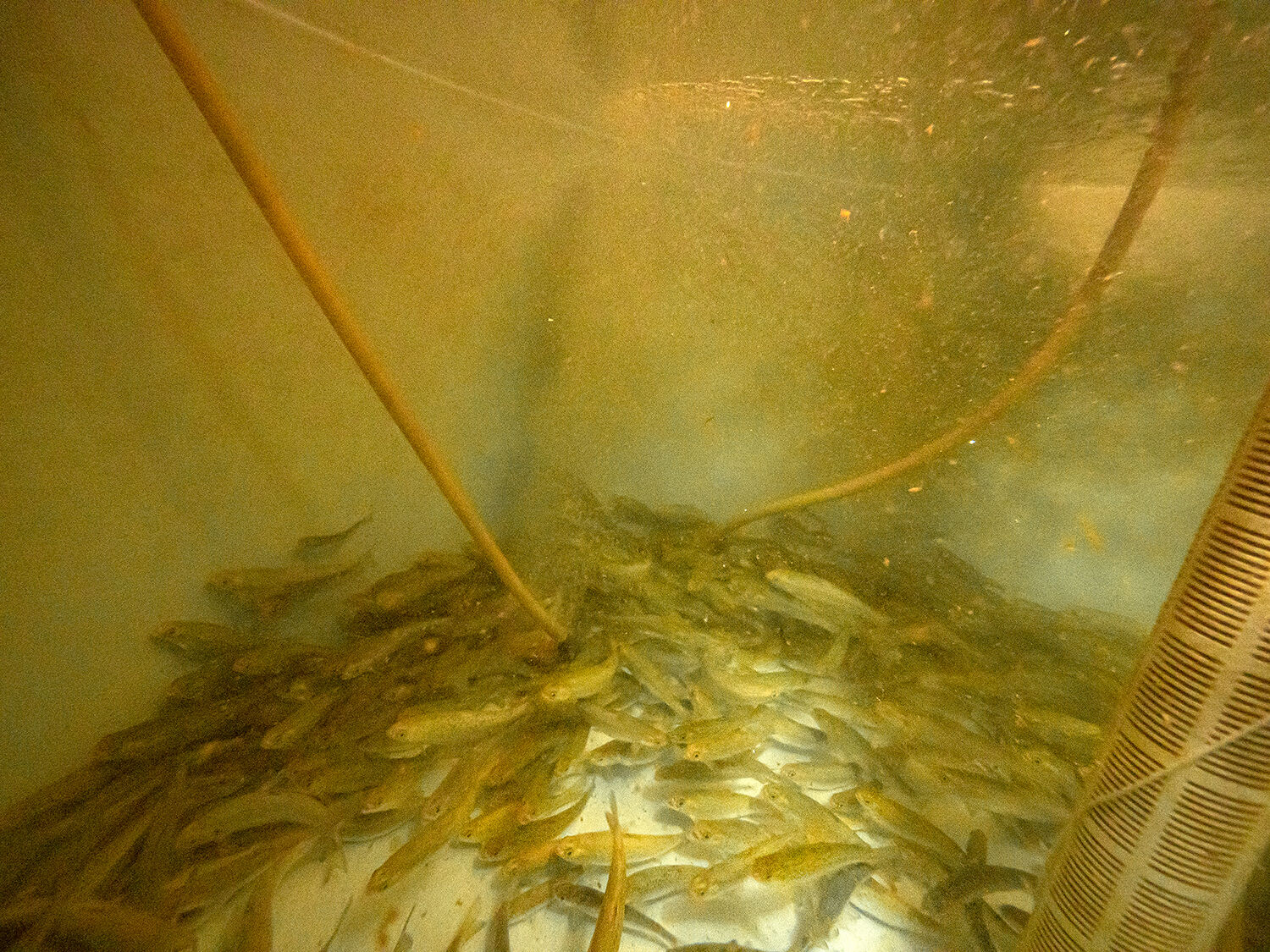 Salmon in tank